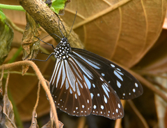 Parantica luzonensis