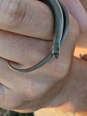 Delma tincta