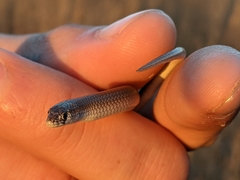 Delma tincta