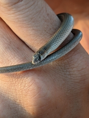 Delma tincta