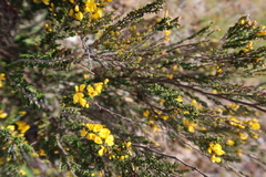 Bossiaea sericea