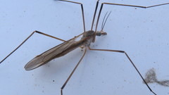 Tipula paludosa