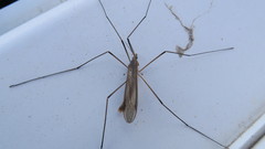 Tipula paludosa