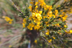 Bossiaea sericea