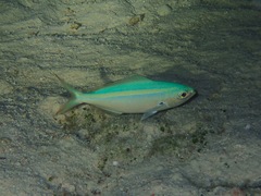 Pterocaesio chrysozona