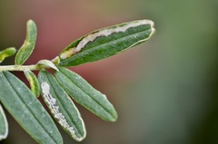 Liriomyza clianthi