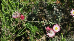 Achyranthemum affine