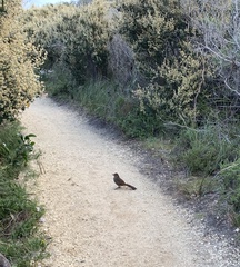 Dasyornis broadbenti