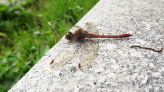 Sympetrum striolatum