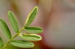 Liriomyza clianthi
