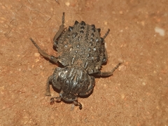 Omorgus gigas