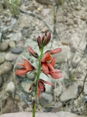 Indigofera triquetra