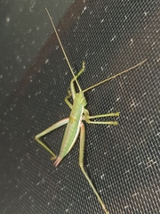 Hemisaga denticulata