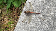 Sympetrum striolatum
