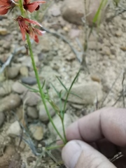 Indigofera triquetra