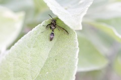 Polybia plebeja