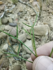 Indigofera triquetra