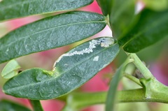 Liriomyza clianthi