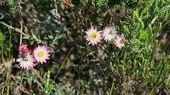 Achyranthemum affine