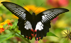 Papilio rumanzovia