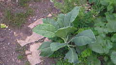 Brassica oleracea