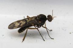 Sylvicola neozelandicus