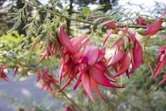 Clianthus