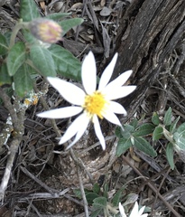 Olearia pannosa
