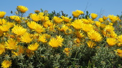 Berkheya angustifolia