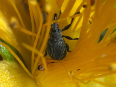 Pseudoperapion brevirostre