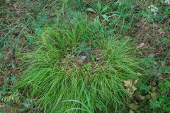 Carex pediformis macroura