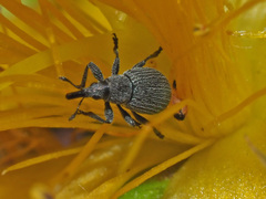 Pseudoperapion brevirostre