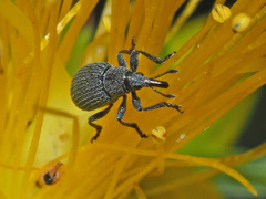 Pseudoperapion brevirostre