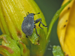 Pseudoperapion brevirostre