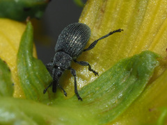 Pseudoperapion brevirostre