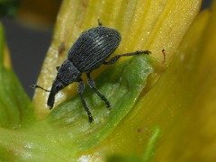 Pseudoperapion brevirostre