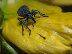 Pseudoperapion brevirostre