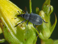 Pseudoperapion brevirostre