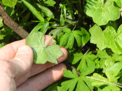 Hydrocotyle acutiloba