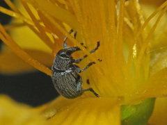 Pseudoperapion brevirostre