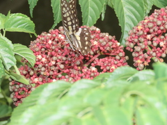 Graphium doson postianus