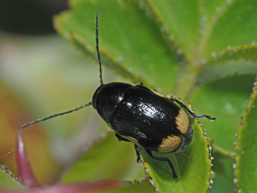 hypericum pot beetle, photo 8 of 8