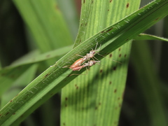 Colobathristidae