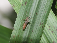 Colobathristidae