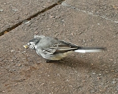 Motacilla alba