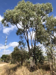 Eucalyptus drepanophylla