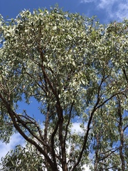 Eucalyptus drepanophylla