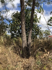 Eucalyptus drepanophylla
