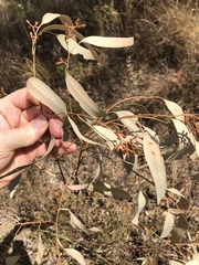 Eucalyptus drepanophylla