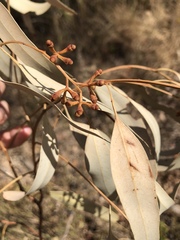 Eucalyptus drepanophylla